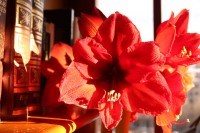 Florece en casa lateral