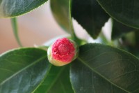 Cuatro meses despues sigue sin florecer