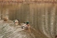 Patos en Fuentes Blancas