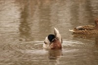 Patos en Fuentes Blancas