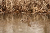 Patos en Fuentes Blancas