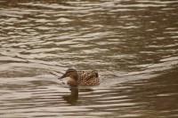 Patos en Fuentes Blancas