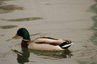 Patos en Fuentes Blancas