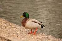 Patos en Fuentes Blancas