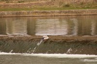 Patos en Fuentes Blancas