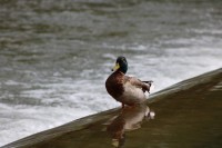 Patos en Fuentes Blancas