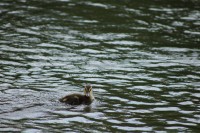Patos en Fuentes Blancas