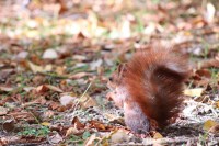 Paseo por fuentes blancas