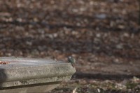 Paseo por fuentes blancas